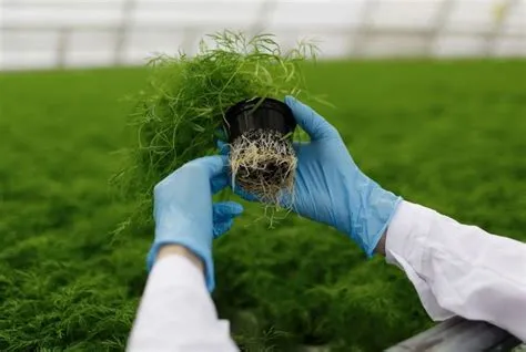 Mengenal Pelapukan Biologi dan Penyebabnya - Kids