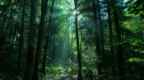 Greenery Forest Nature Path With Sunbeam 4K HD Nature Wallpapers | HD ...