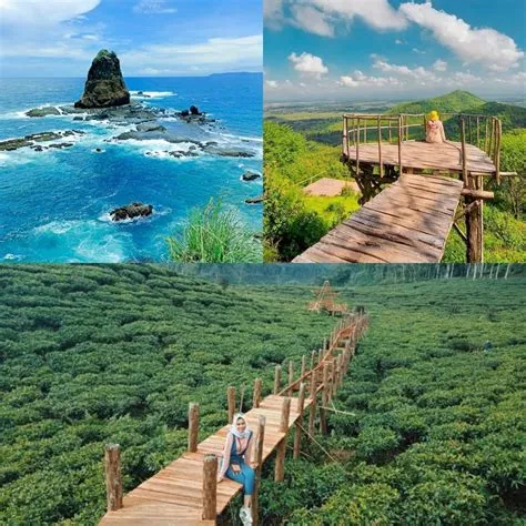 Eksplorasi Keindahan Alam Jember, Pesona Kebun Teh Gunung Gambir yang ...