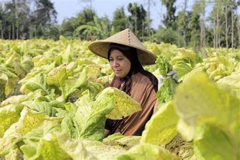 Tembakau Jember Menuju Jerman - Komunitas Kretek