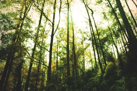 Hutan Hujan yang Menakjubkan