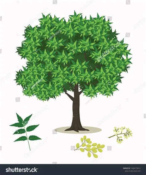 Neem Tree Clipart
