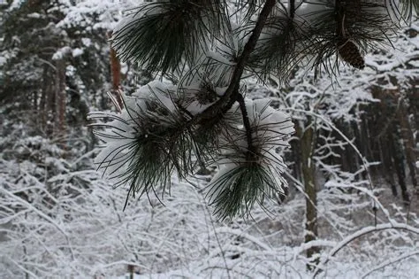 Forêt Pins Nature - Photo gratuite sur Pixabay - Pixabay