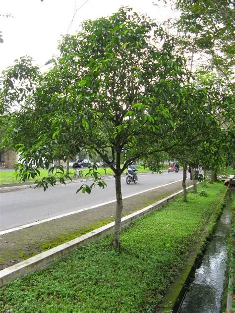 10 Jenis Pohon yang Cocok di Depan Rumah, Bikin Adem dan Rindang!