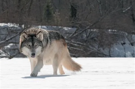 Gray Wolf Animal