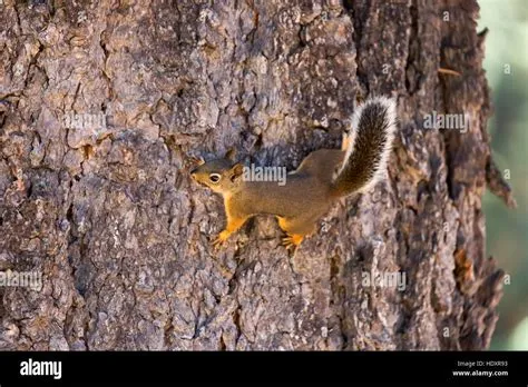 American Red Squirrel (aka Chickaree Squirrel or Pine Squirrel ...