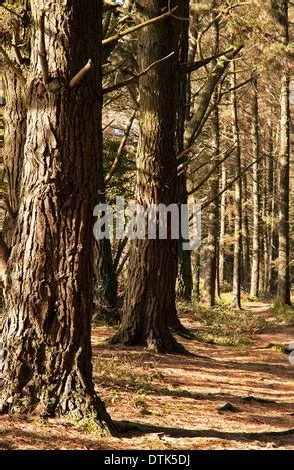 Path in the pine forest Stock Photo - Alamy