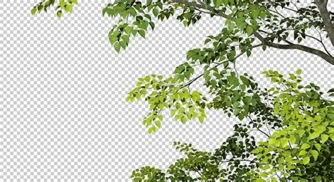 Premium PSD | Isolate greenery tree branch leafs foreground 3d render