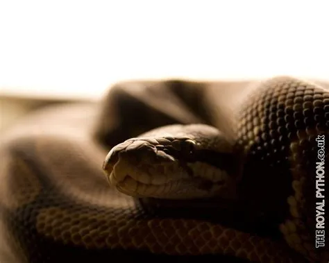Ball Python Wallpapers - Top Free Ball Python Backgrounds - WallpaperAccess