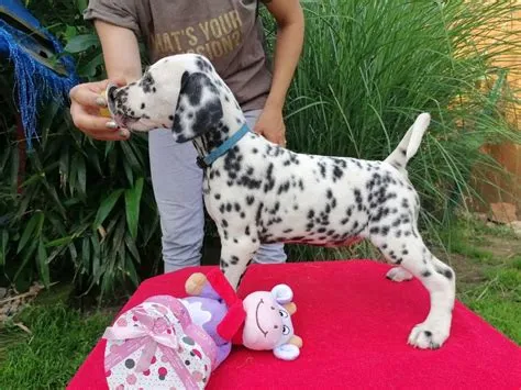 Dalmatinski pas, Dalmatiner štenci s rodovnicom