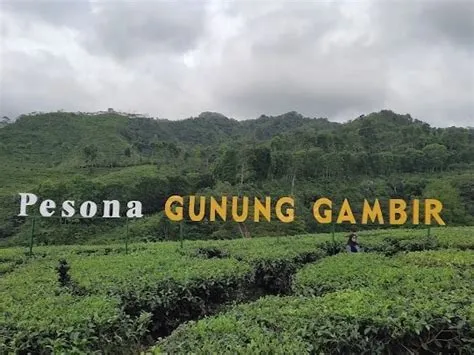 15 Wisata Jember Terbaru yang Lagi Hits dan Murah! - Dewatiket