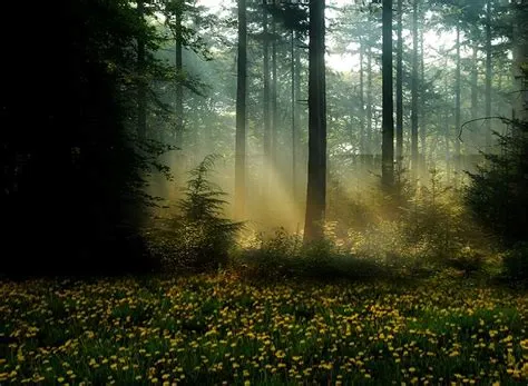 Rayos de sol by Micaela | 500px | Beautiful pictures, Arbor, Country roads