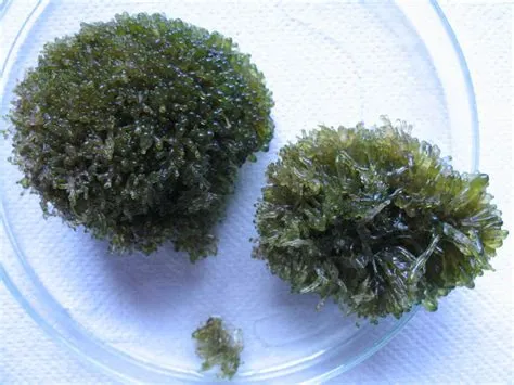 Valonia aegagropila , Natura Mediterraneo | Forum Naturalistico