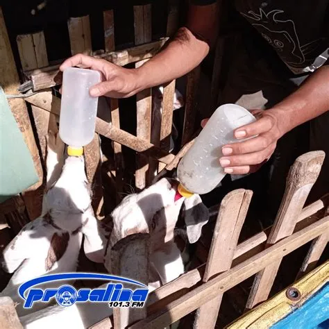 Musim Hujan, Produksi Susu Peternakan Kambing Perah di Jember Menurun ...