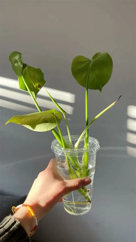 Baby Monstera Deliciosa | Janvier