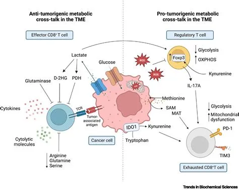 The metabolic cross-talk between cancer and T cells: Trends in ...