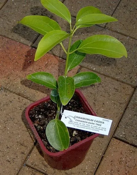 Young Cinnamon Tree in Edible Garden