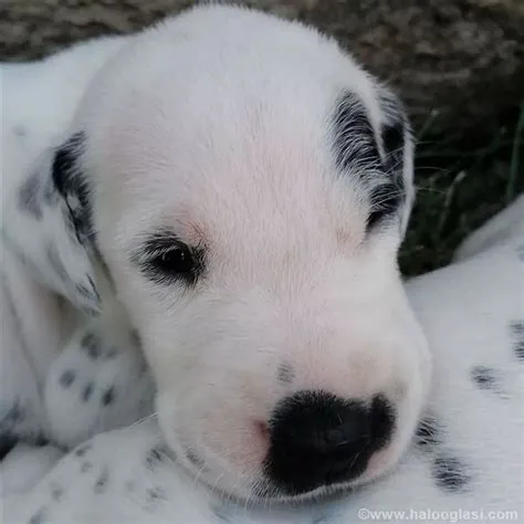 Dalmatinski pas , štene | Halo Oglasi