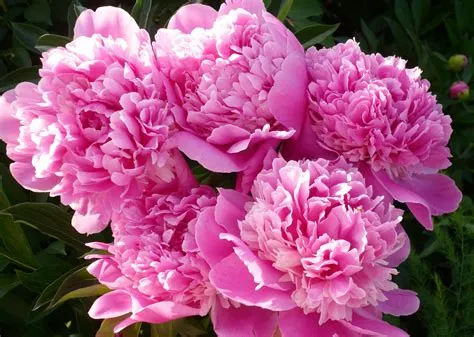 Pink Peonies - A Garden's Gentle Embrace