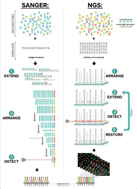 DNA Sequencing: Definition, Importance, Methods and More
