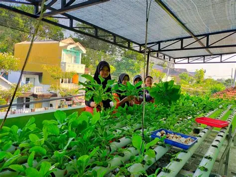 SMP NEGERI 7 BOJONEGORO: Panen dan Penjualan Sayuran Hidroponik dengan ...