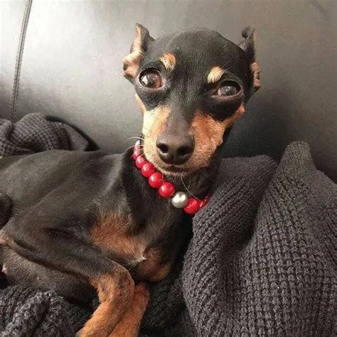 by Roxy on Mini Pin | Min pin, Miniature pinscher, Little dogs
