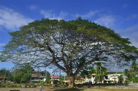 Mahogany Tree in Loon Church Bohol Philippines