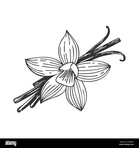 Vanilla Bean Illustration 848 Vanilla Bean Illustration High Res