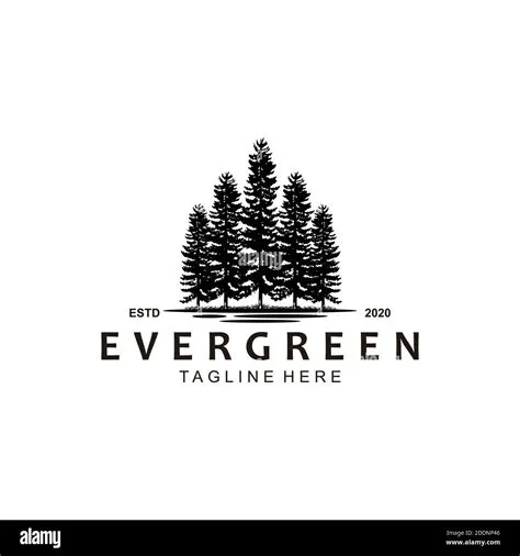 Evergreen pine forest in Stock Vector Images - Alamy