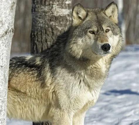 Gray Wolf