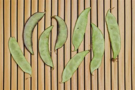 Bataw Express - Starter Sisters