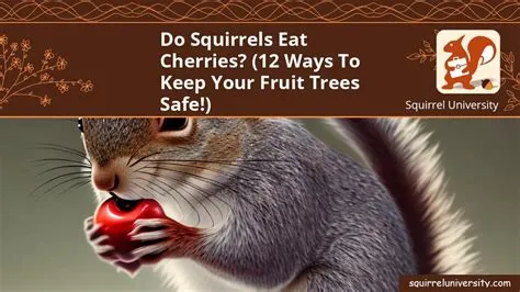 Do Squirrels Eat Cherries? (12 Ways to Keep Your Fruit Trees Safe ...