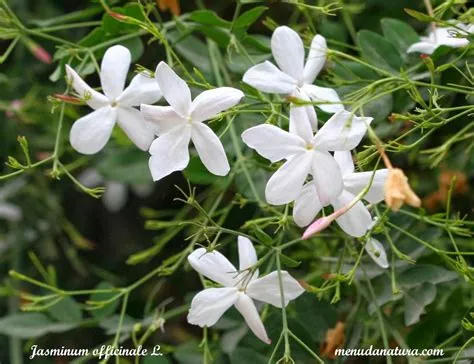 tentang bunga melati