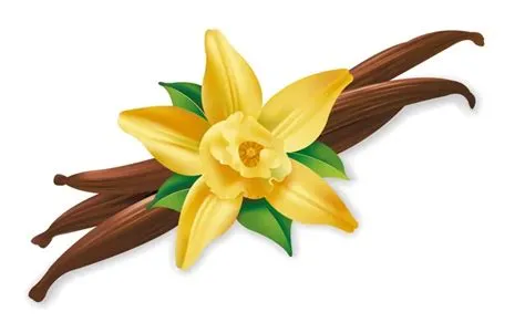 Vanilla Bean Vector