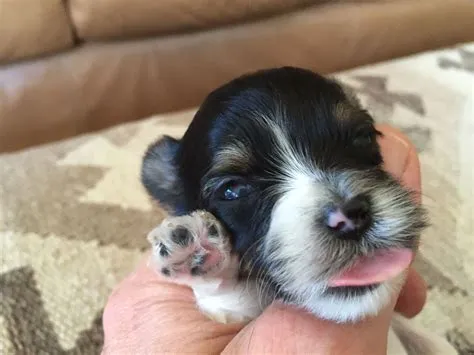 by Bobbi-Michelle Wehrfritz on Schone a Biewer Terrier is expecting ...