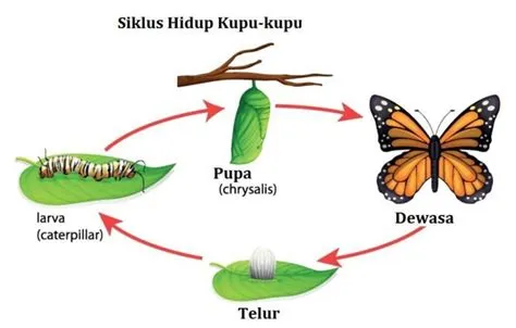 Metamorfosis Kupu-Kupu, Penjelasan, Proses, Dan Gambarnya LENGKAP - KEN