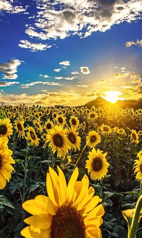 af ivanka kostova på NATURE