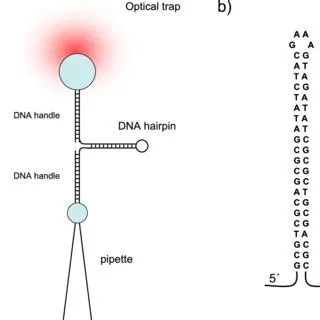 (a) Experimental set-up. (b) DNA hairpin sequence. The 5 and 3 labels ...