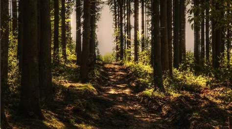 12 Simple Ways to Reconnect and Find Peace in Nature — Brennan C ...