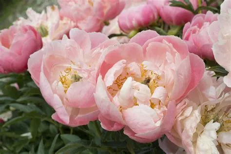 What Is A Pink Peony Flower at Austin George blog