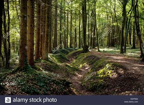 Enchanted Forest Path