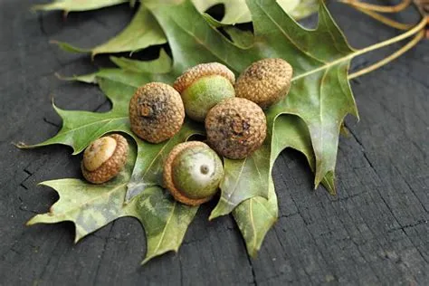 Oak Seeds | Hardy and Elegant | SG Trees
