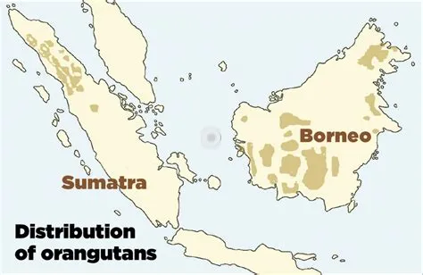 Sumatran Orangutan Map