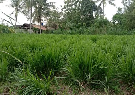 Jenis Rumput Pakan Ternak Terbaik Untuk Hewan Ternak!