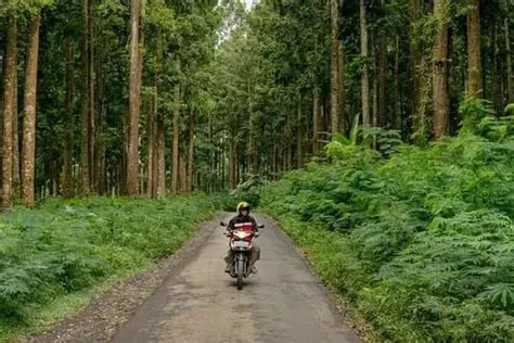 Rute Jalur Alternatif Tercepat Jember Bromo Hillside dengan Panorama ...