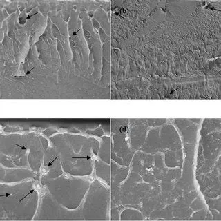 FESEM image of cross-section morphology of (a) SP/Cl(1), (b) SP/Cl(2 ...