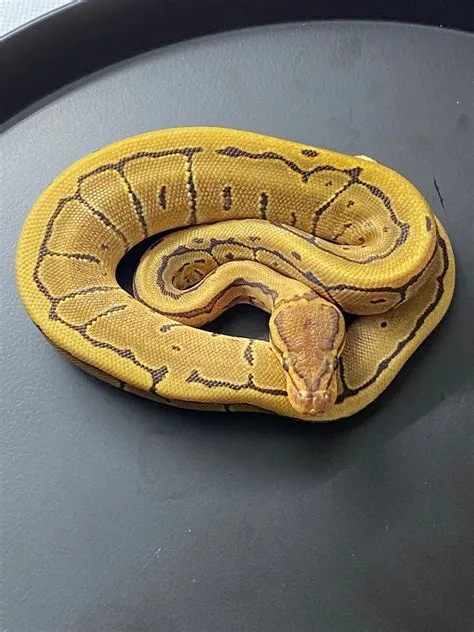 Firing Pin Ball Python by Hiss & Tail - MorphMarket