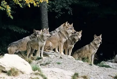 75 Great Gray Wolf Facts