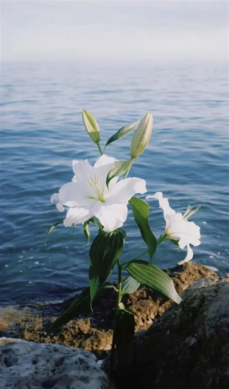 by Huynh Huong on Background | Nature photography, Aesthetic ...