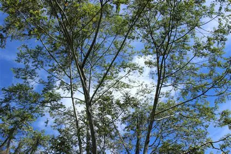 Gambar Pohon Rindang : Pin Di Tempat Untuk Dikunjungi : Pohon ...